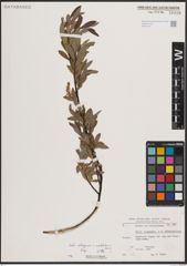 Foto von Salix eleagnos Scop. x Salix waldsteiniana Willd.